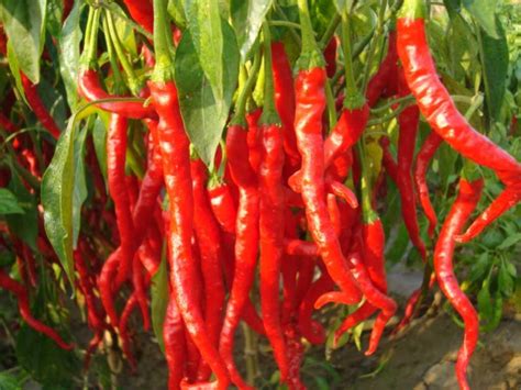 农村6种最辣的辣椒，有3个在云南，最后一个被称做“断魂椒”