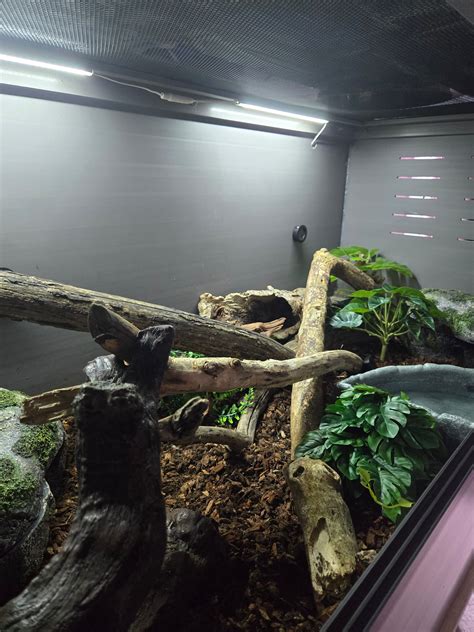 Sick Ball Python 的图像结果