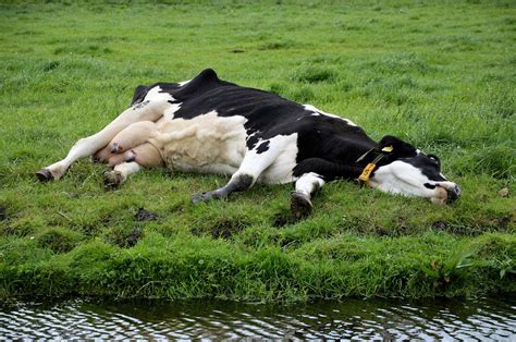 A Sleeping Cow Free Stock Photo - Public Domain Pictures