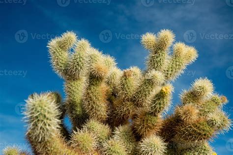 Teddy bear cholla Cylindropuntia bigelovii. Cholla Cactus Garden at ...