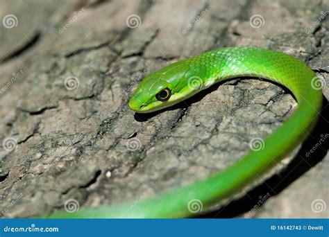 Rough green snake stock image. Image of reptile, green - 16142743