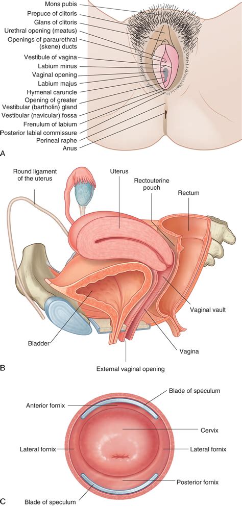 Vaginal Anatomy