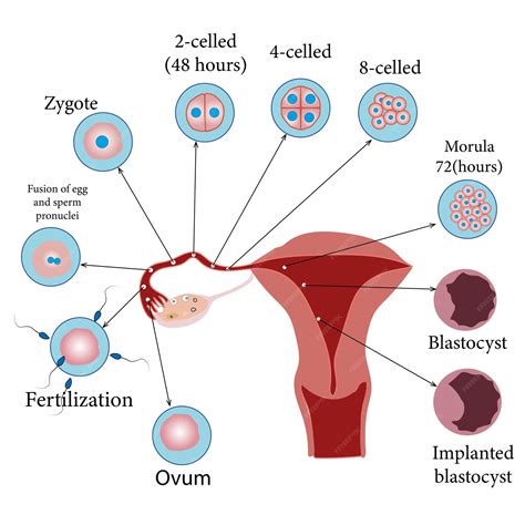 Premium Vector | Development of the human embryo, from ovulation to implantation of the ...