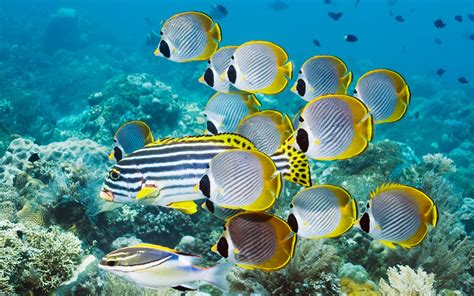 Sea Fish 的图像结果