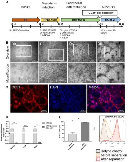 Development of an In Vitro Blood Vessel Model Using Autologous ...
