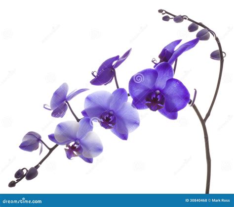 Purple Color Orchid