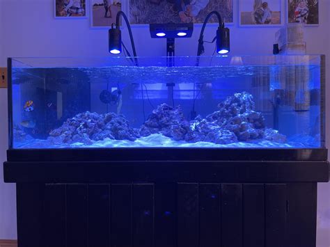 Update to the $500 80 gallon tank I purchased. : r/ReefTank