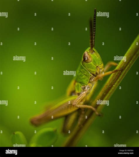 Grasshoppers and Crickets Stock Photo - Alamy