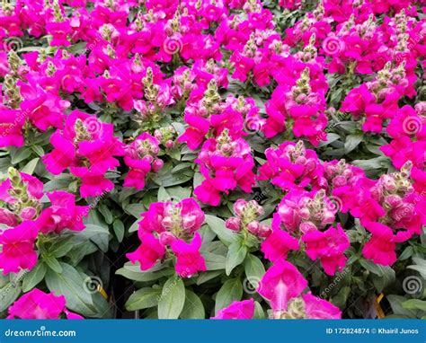 Bright Pink Snapdragon Flowers at Full Bloom Stock Photo - Image of ...