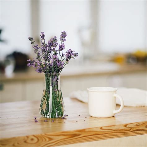 Can I grow lavender indoors? Expert tips for healthy plants | Ideal Home