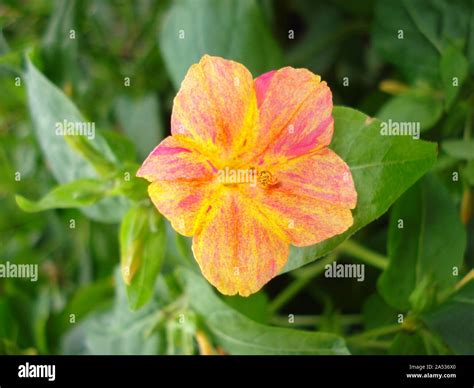 Flower Marvel of Peru, False Jalap, Mirabilis jalapa, don Diego de ...