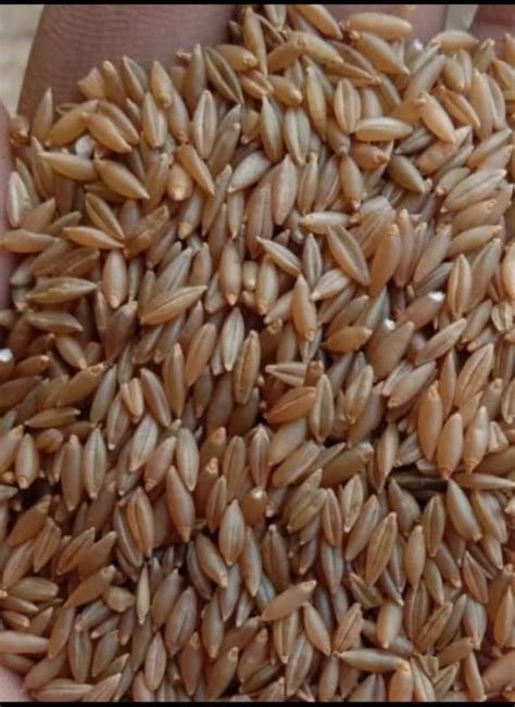 Indian Bamboo Rice Supplier from Theni