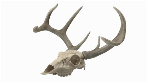 Deer Skull Dimensions at James Farris blog