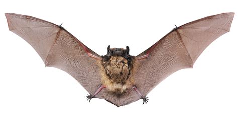 Image result for Bat Python Turtle