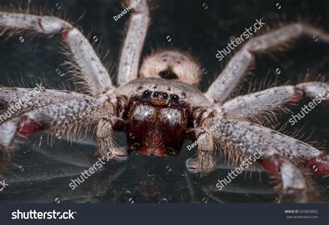 Biggest Spider In Australia 2020 at Billy Dendy blog