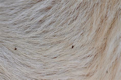 Do Fleas Fly? Separating Flea Facts and Fiction - Dog Blog | Houndy, by ...