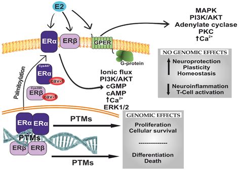 Microglial and Astrocytic Function in Physiological and Pathological ...