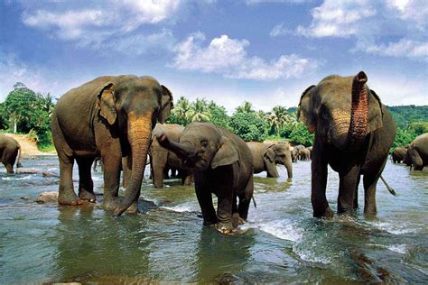 Animal Feed Act In Sri Lanka at Carl Buteau blog