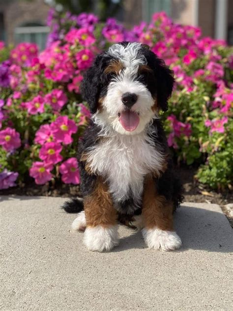 Mini bernedoodle puppies for sale – Artofit