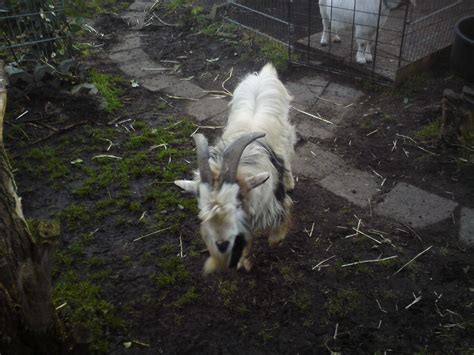 Ziegenbock in Rodgau | Tiere | Kleinanzeigen