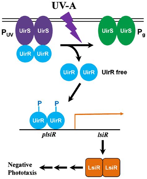 Sensing and Responding to UV-A in Cyanobacteria