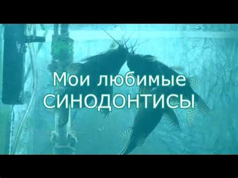 Мои любимые синодонтисы (3 года аквариумистики) - YouTube
