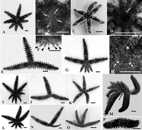 Starfish Reproduction