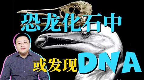中国在恐龙化石中发现疑似DNA，虽不能建侏罗纪公园，但有望验证进化论（系统详解）
