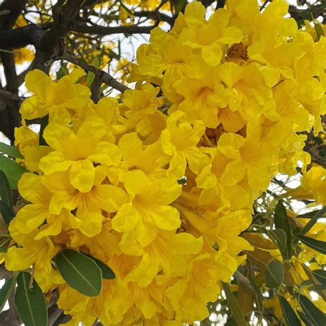 Tabebuia Argentea | Yellow Tabebuia - Plant – Lalit Enterprise