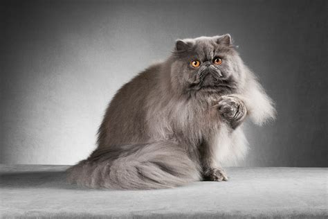 Persian Cat Stuff at Toby Wise blog