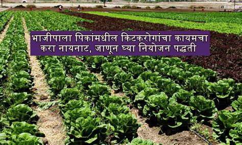 भाजीपाला पिकांमधील किटकरोगांचा कायमचा करा नायनाट; जाणून घ्या नियोजन पद्धती