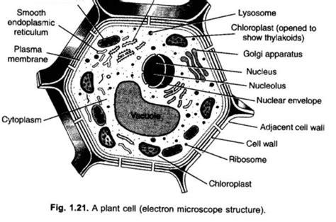 Draw a plant cell and label the parts which a) Is a dead layer and ...