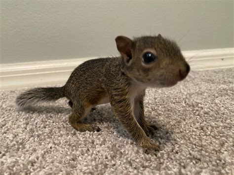 Victim of Hurricane Ian. Been raising him since he was a week old. Adorable little creature. : r ...