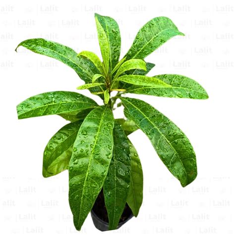 Egg Fruit (Pouteria Campechiana) - Plant – Lalit Enterprise