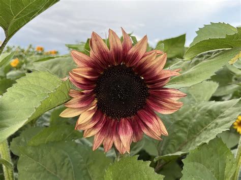 When is sunflower season? 🌻 📅 A comprehensive guide