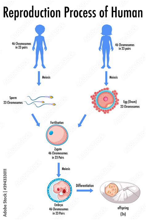 Image result for How Humans Reproduce