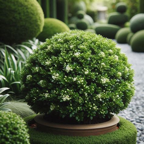 15 Low Growing Evergreen Shrubs for Easy Care