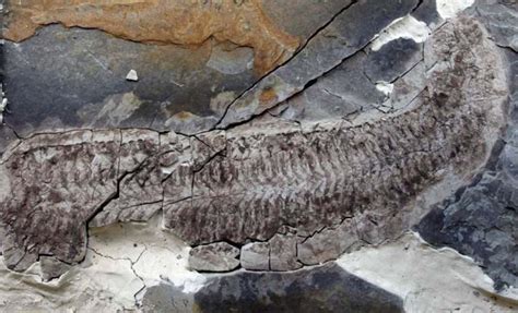 Perfectly Preserved Fossil Reveals a 444-Million-Year-Old Species Unlike Anything Seen Before