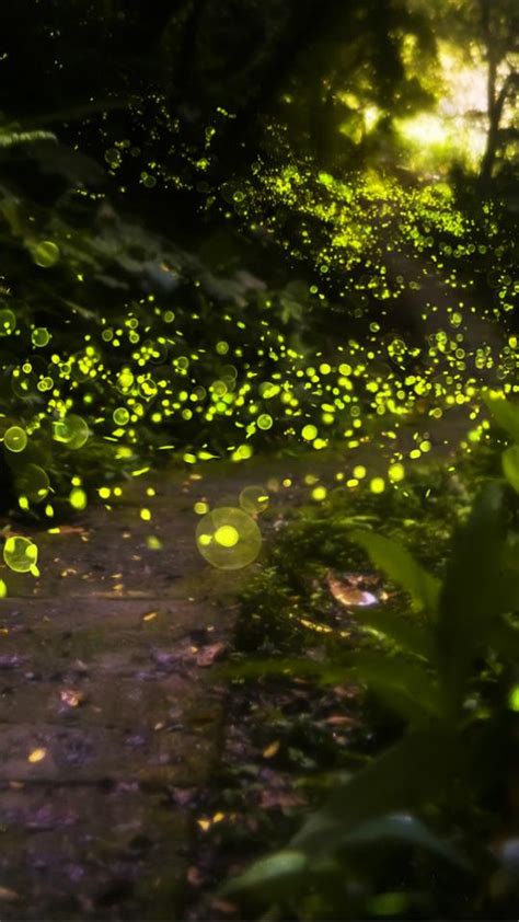 Head To These 5 Places To See Millions Of Fireflies | Mumbai | Whats ...