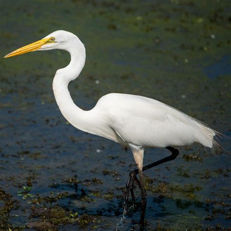 100,000+ Free Great White Egret & Great Egret Images - Pixabay