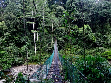 Долина Данум (Danum Valley Field Center) на Борнео самостоятельно