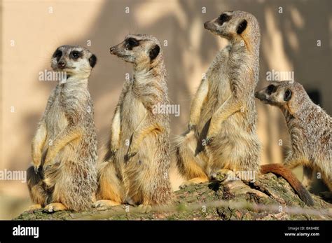 Image result for Practice Work for Students Using CSS