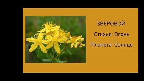 ЗВЕРОБОЙ в магии - YouTube