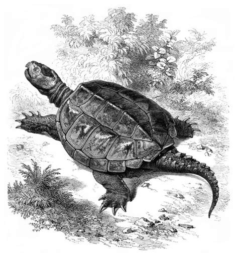 Image result for Alligator Snapping Turtle Underwater