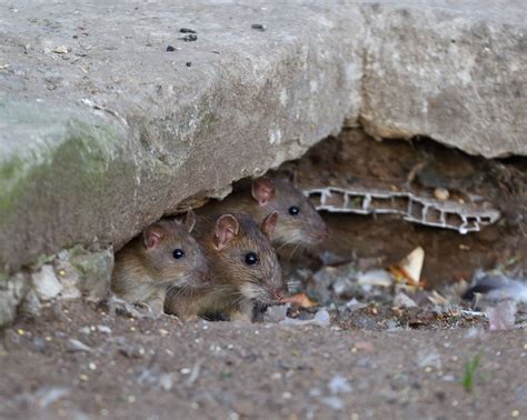 How to Identify and Get Rid of Rat Holes | EcoGuard