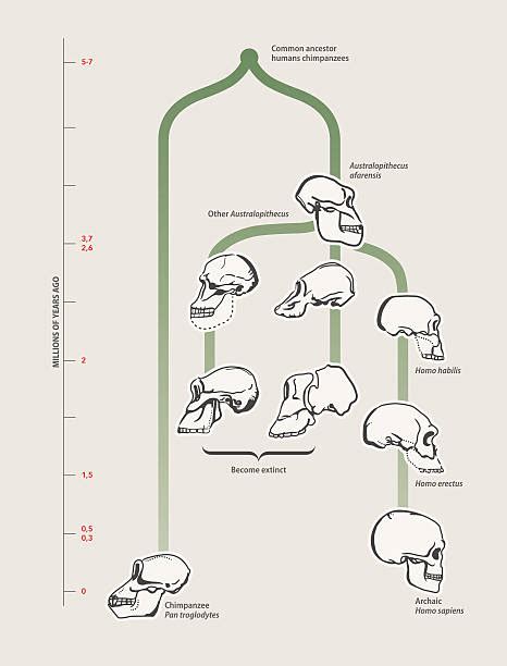 Australopithecus Evolution 的图像结果