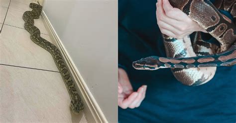 Image result for 8 Foot Python