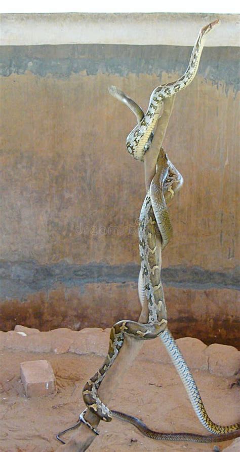 Image result for Python Snake Fight Snake