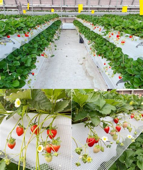 种植草莓的温度要求 - 知乎
