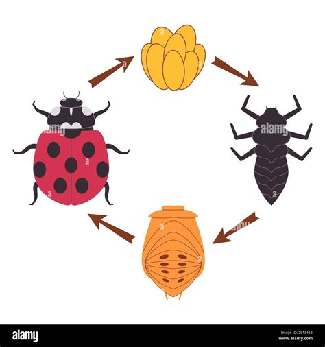 Ladybug insect ladybird bug beetle metamorphosis transformation change ...